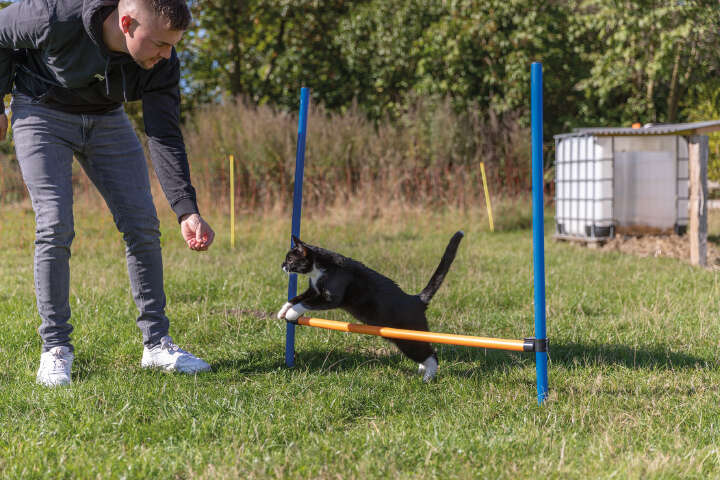 TRIXIE Hunde-Trainingshürde Fun Agility